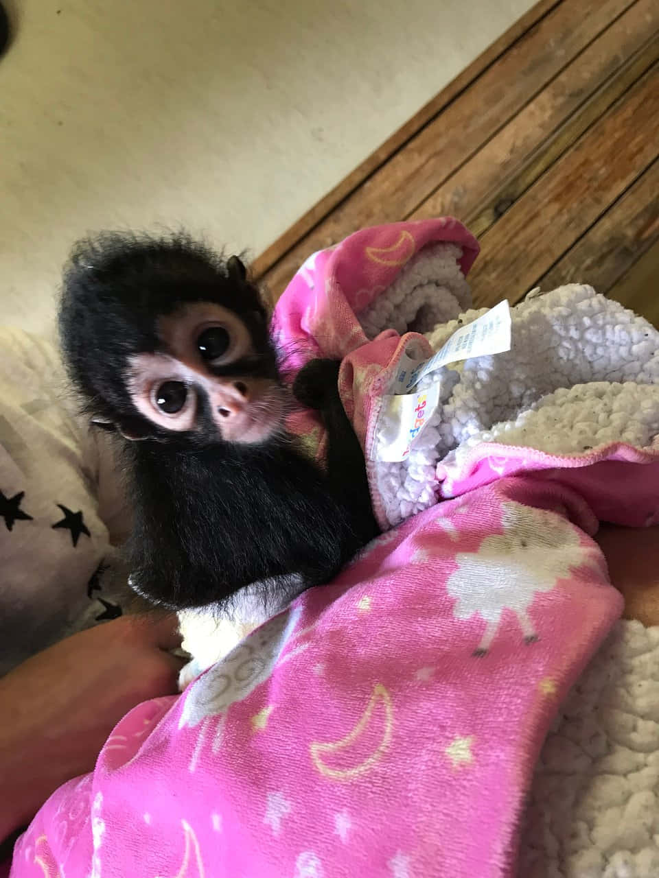 Adorable Baby Monkey Ready for Cuddles