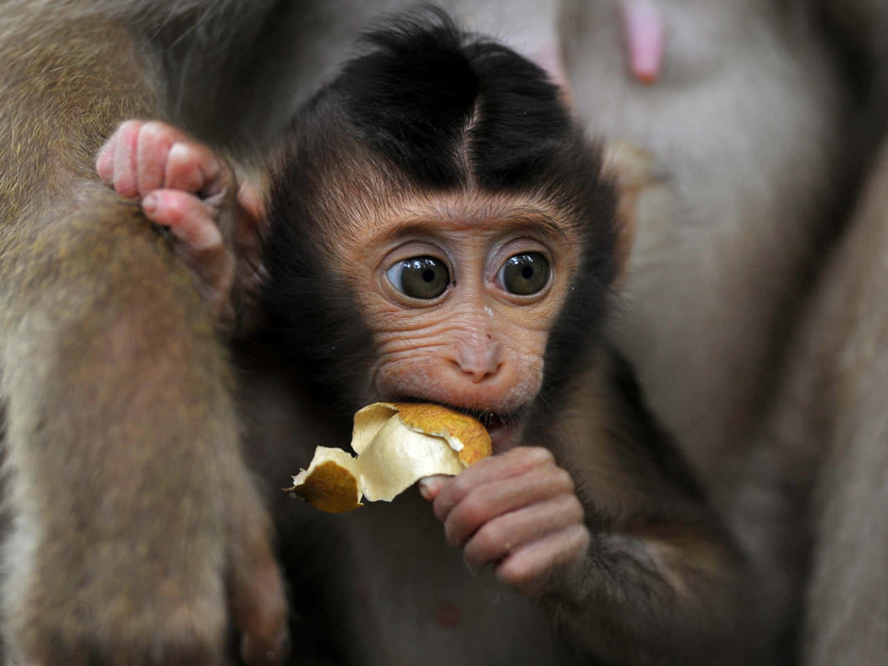 A beautiful baby monkey looking up in wonder