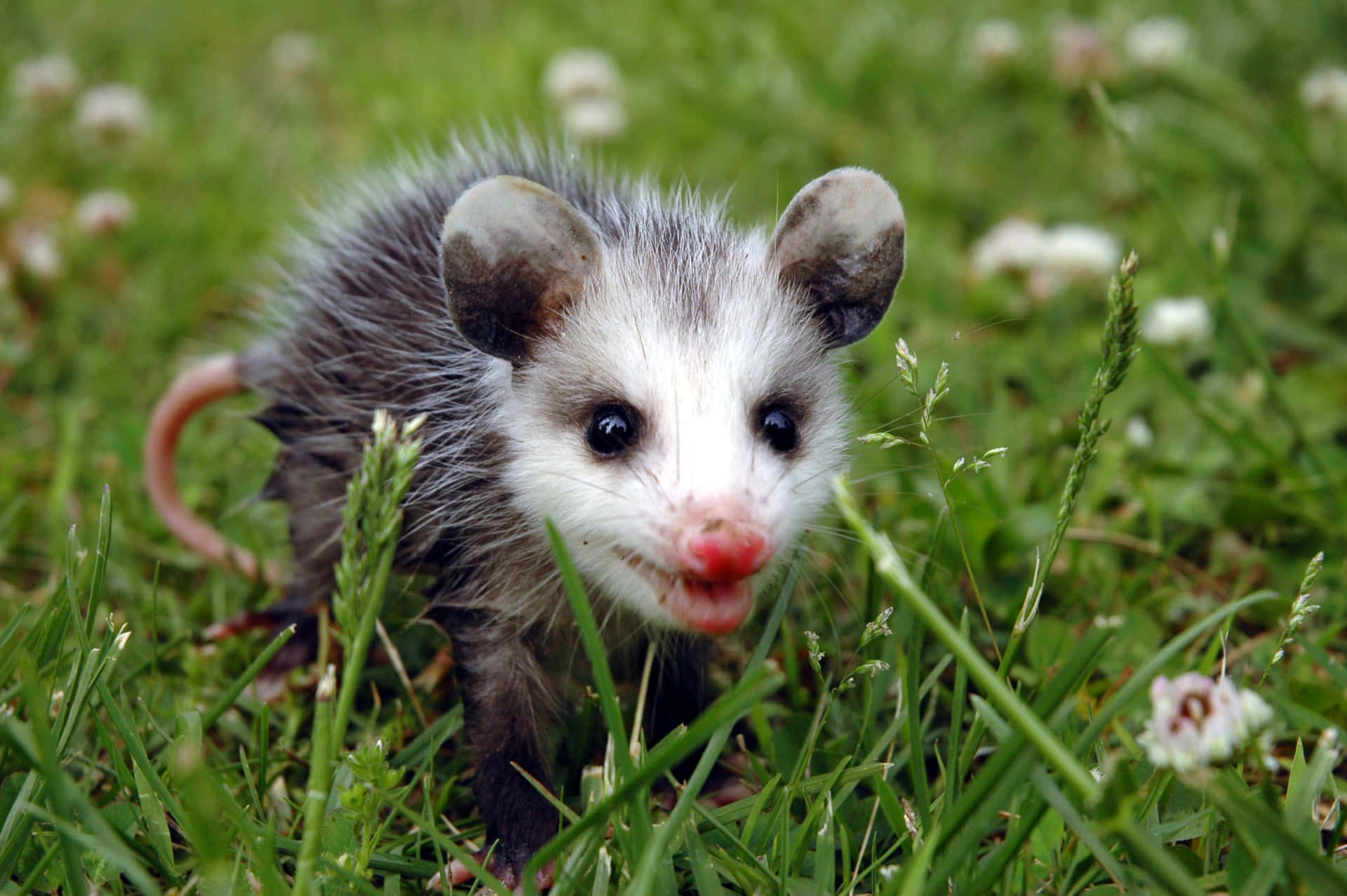 Baby Opossumin Grass Wallpaper