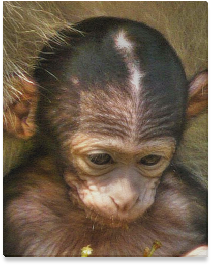 Baby Orangutan Contemplation PNG