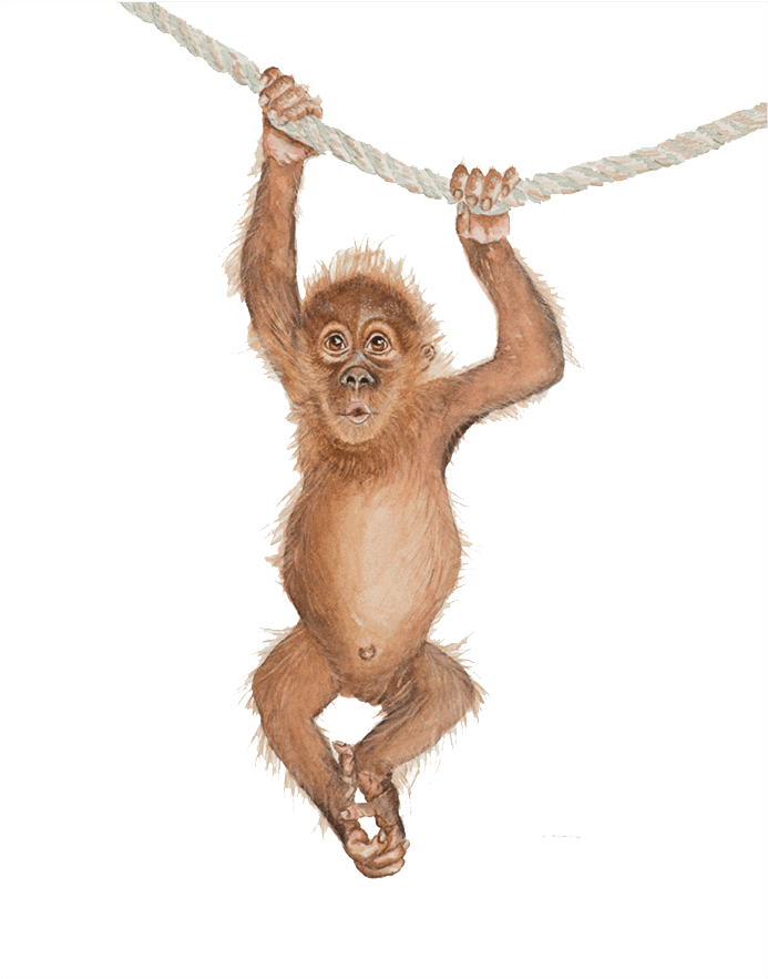 Baby Orangutan Hanging From Rope PNG