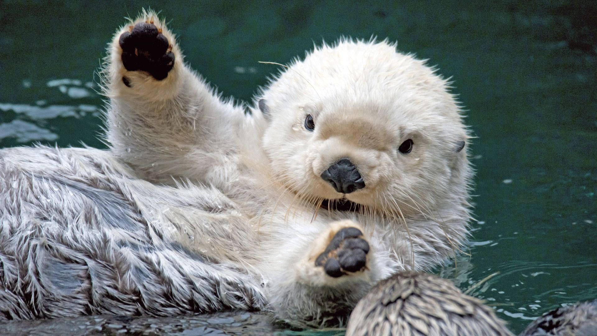 Baby Otter Animal Wallpaper