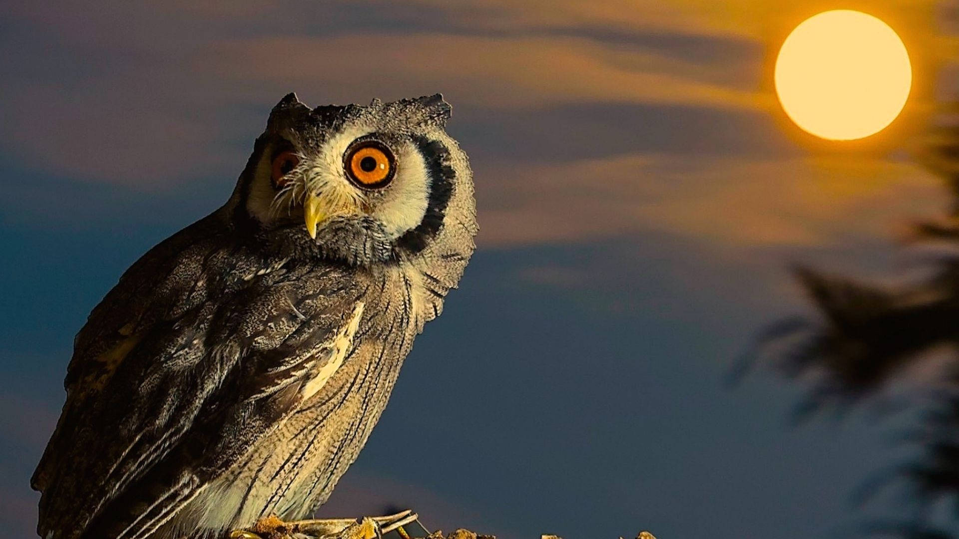 Baby Owl At Dawn
