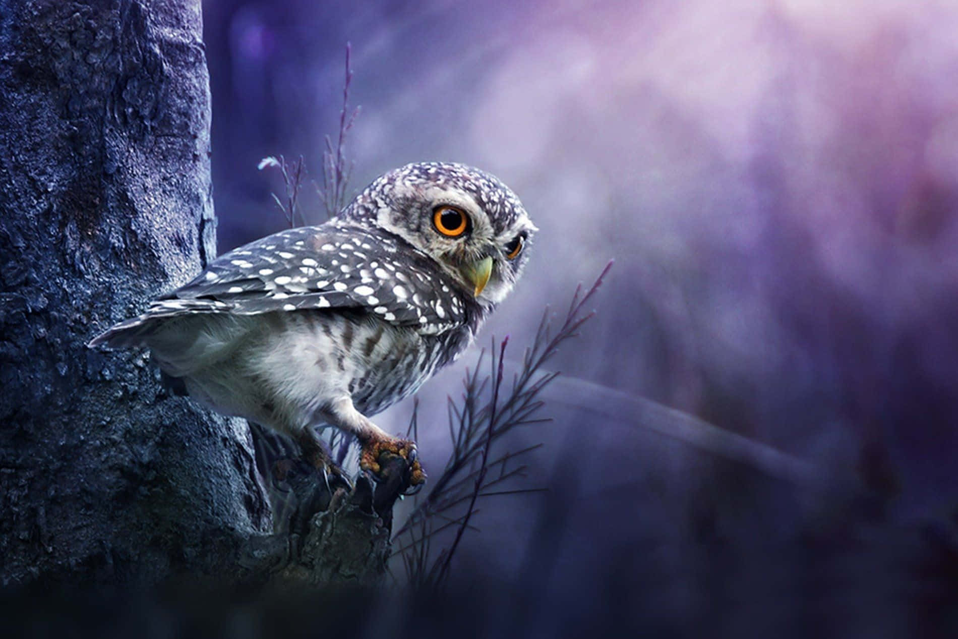 Baby Owl Background