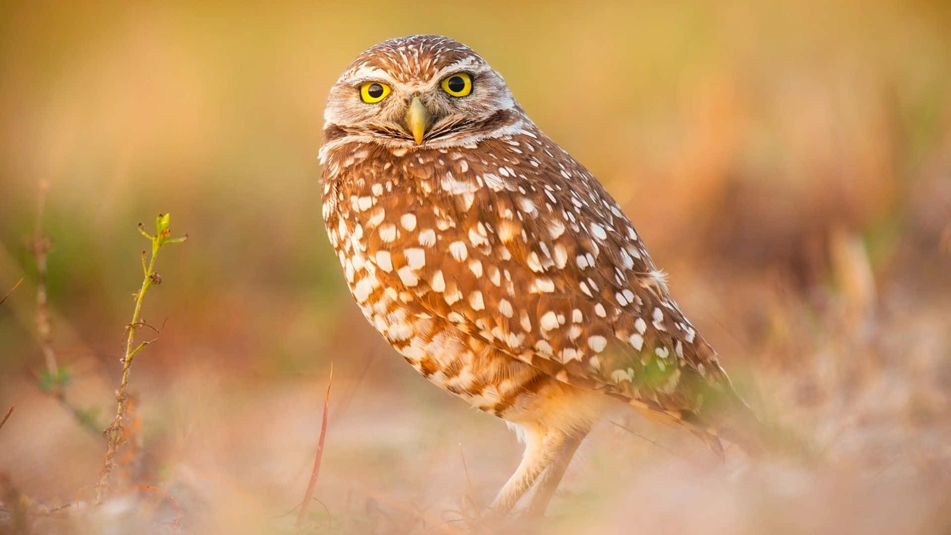 Baby Owl Background