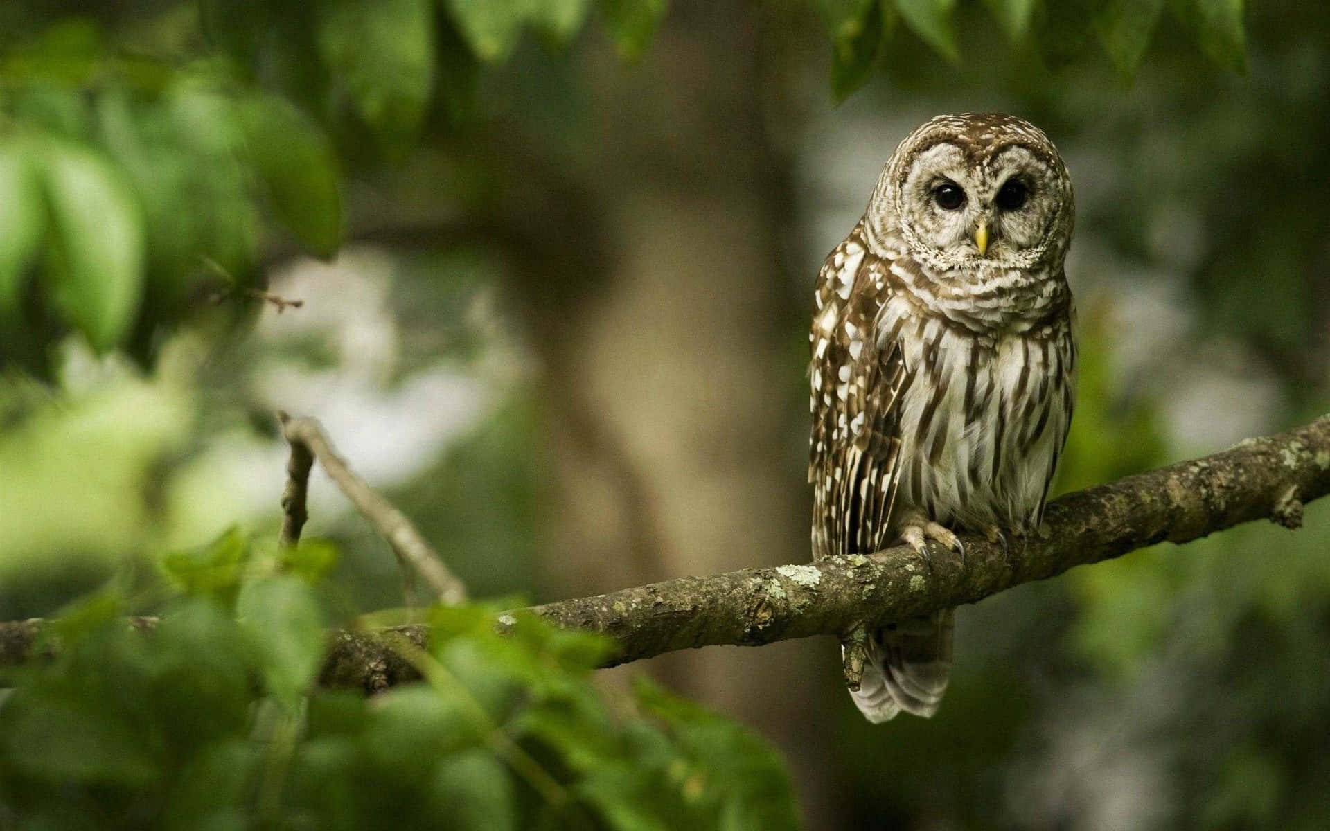 Baby Owl Background