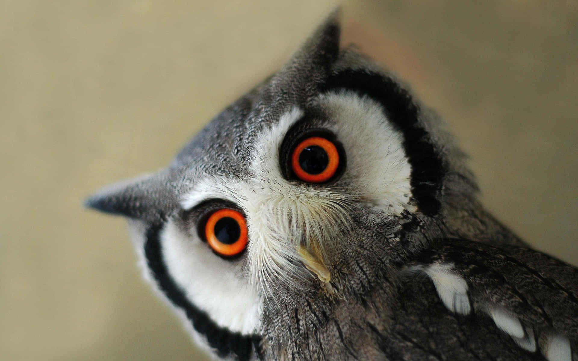 Baby Owl Background