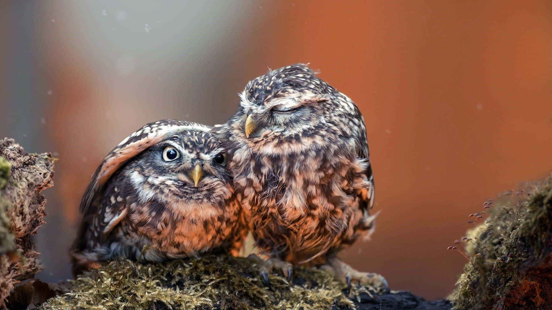 Baby Owl Background