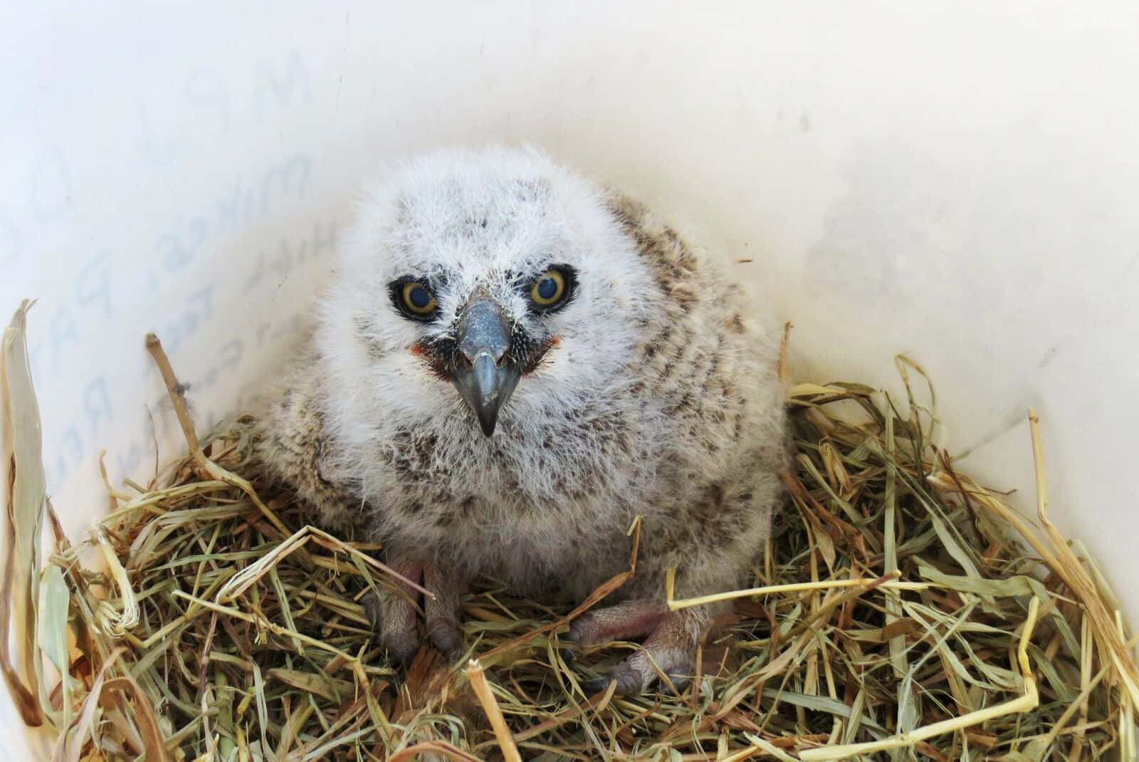 Baby Owl Background