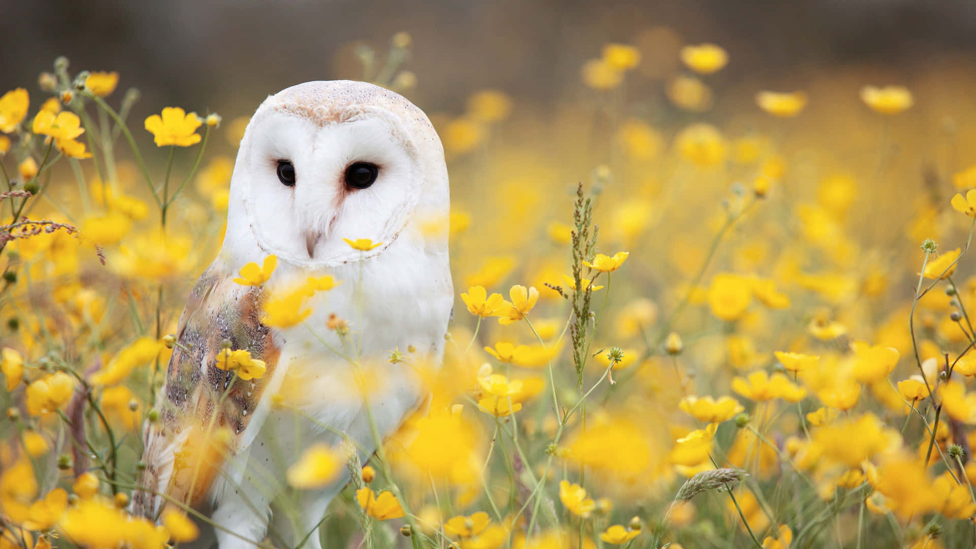 Baby Owl Background