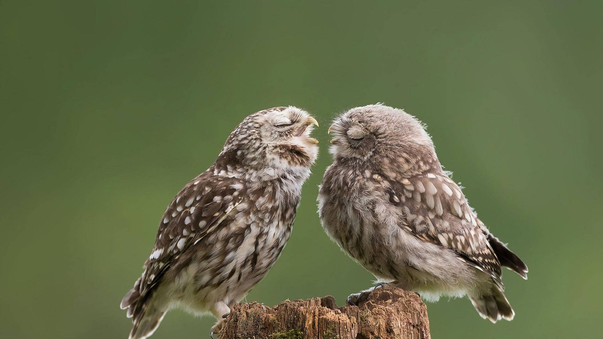 Baby Owl Couple