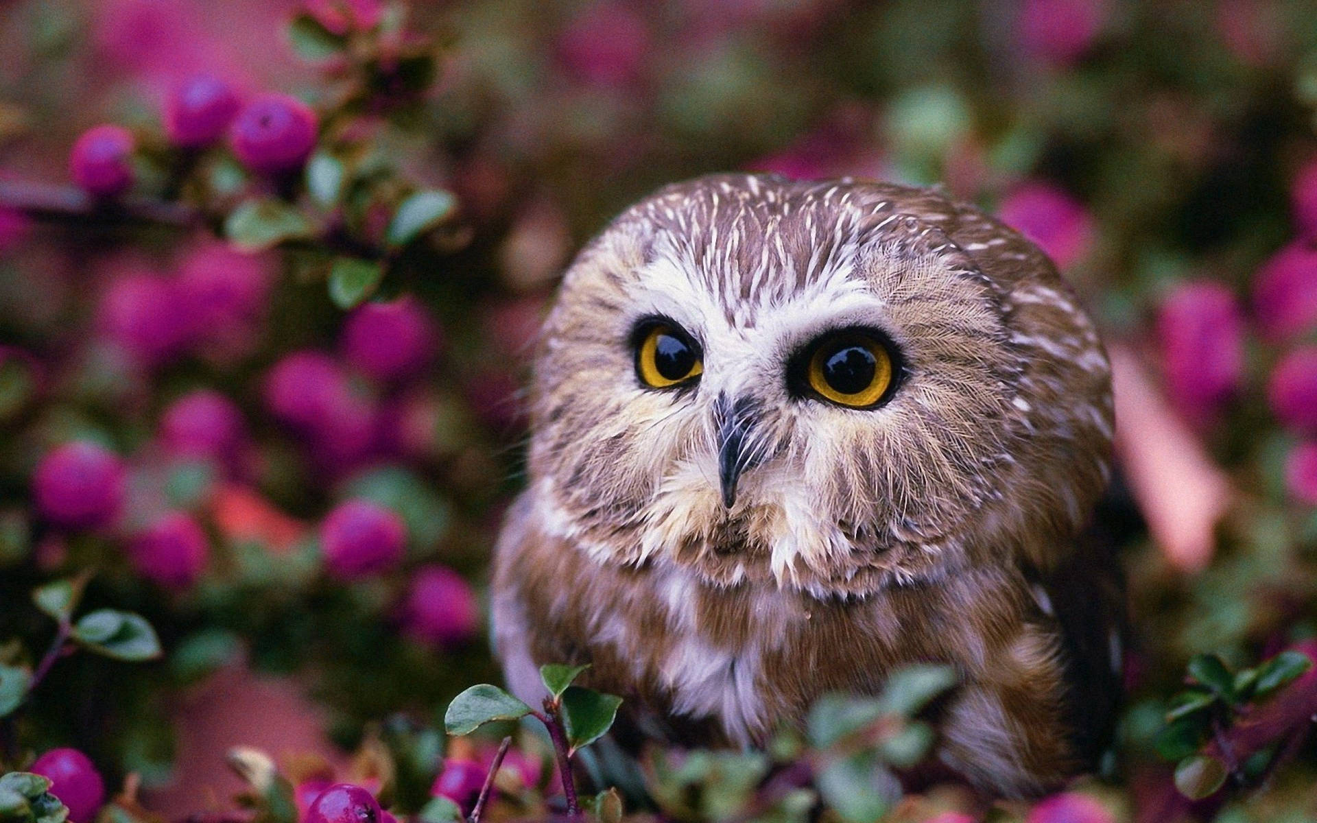 Baby Owl In Purple Flowers