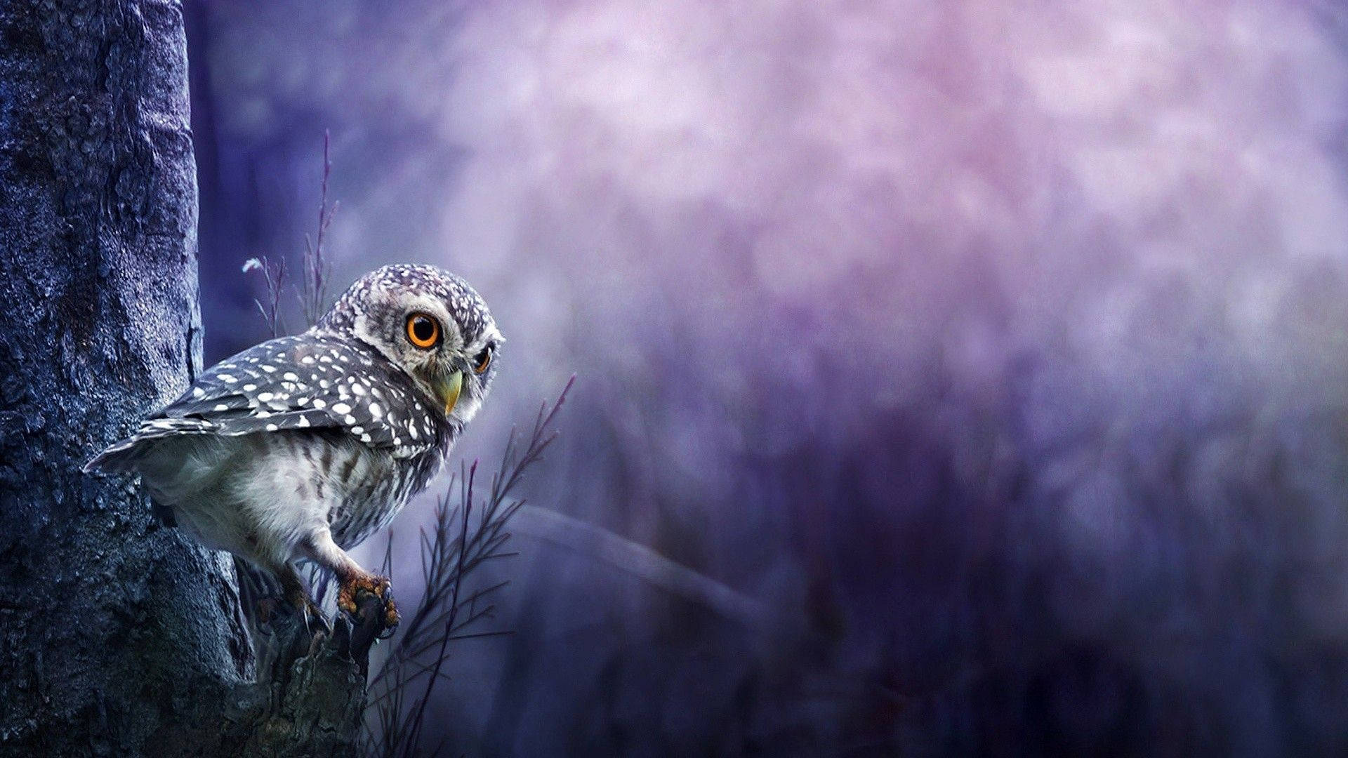 Baby Owl In The Dark Forest