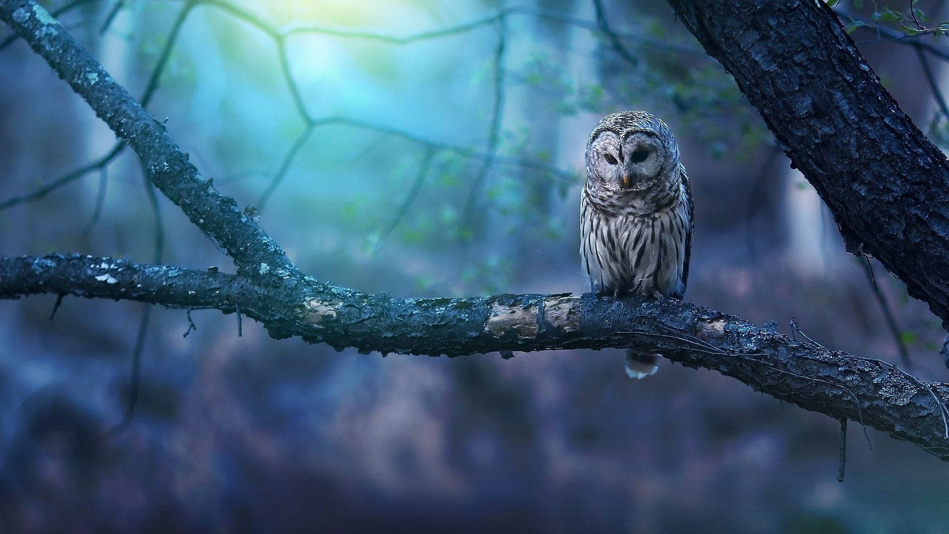 Baby Owl In The Forest