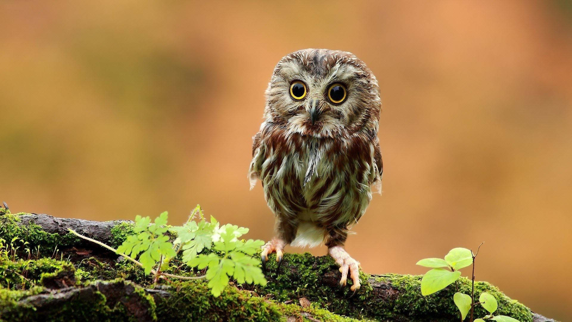 Baby Owl In The Woods