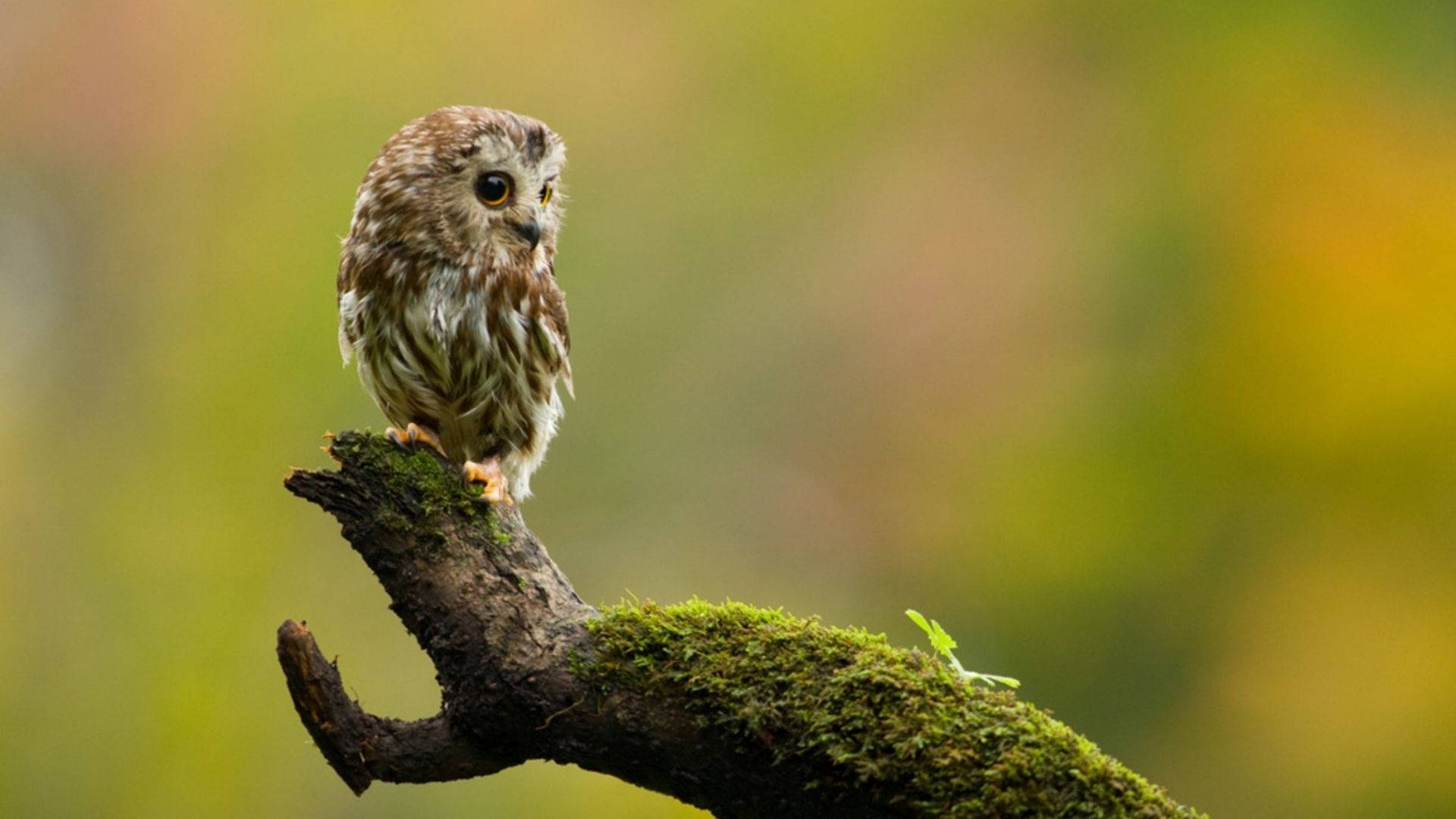 Baby Owl On A Wooden Stick