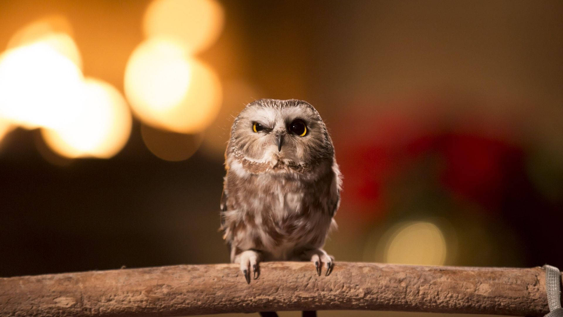 Baby Owl On Long Stick