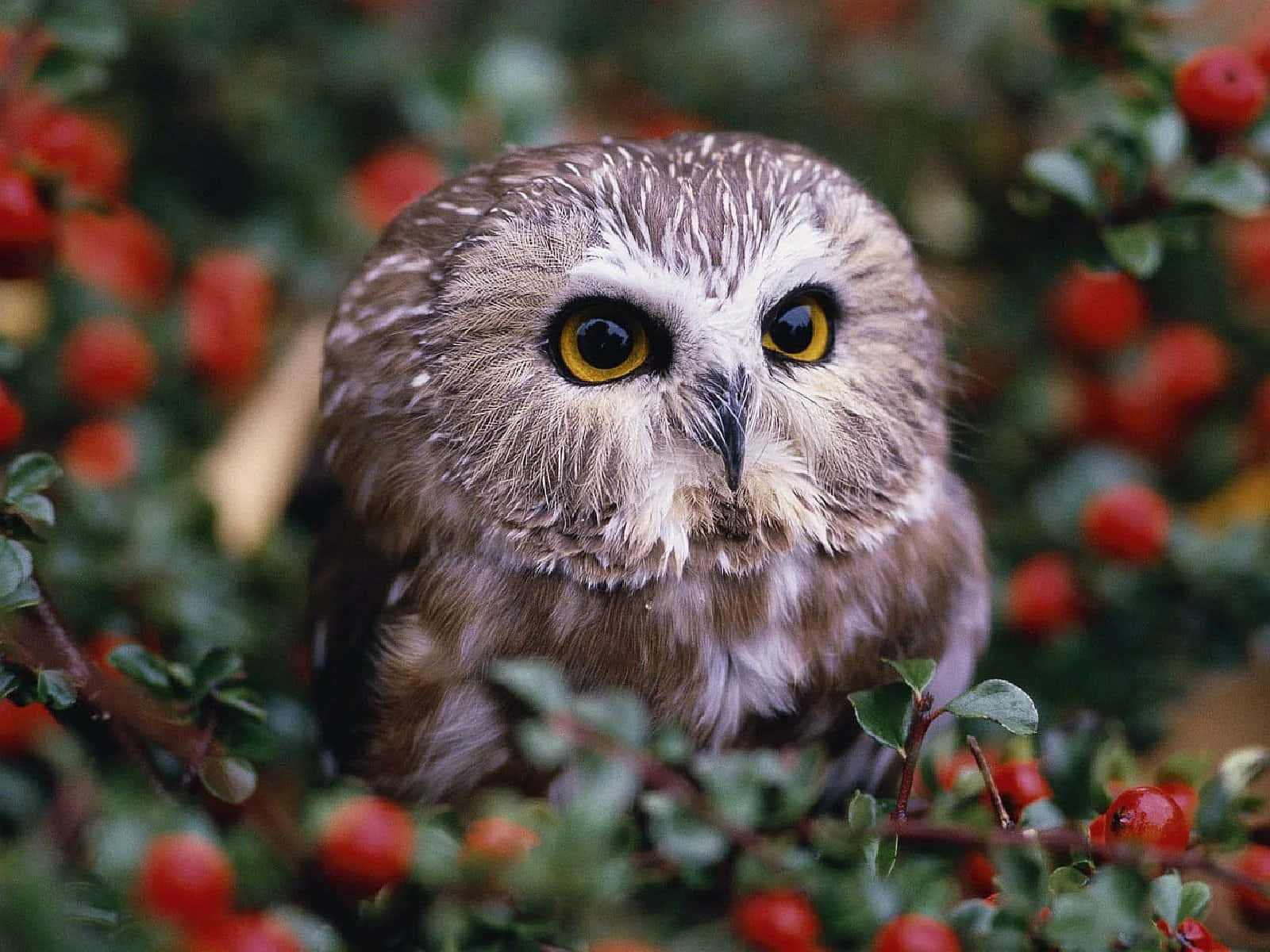 A Small Owl Is Sitting In A Bush With Red Berries