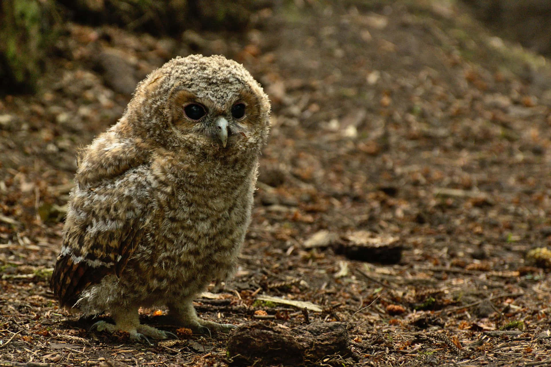 A Small Owl Standing On The Ground