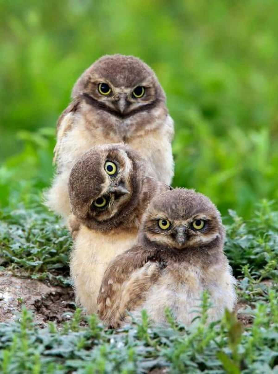 Get lost in those Baby Owl eyes