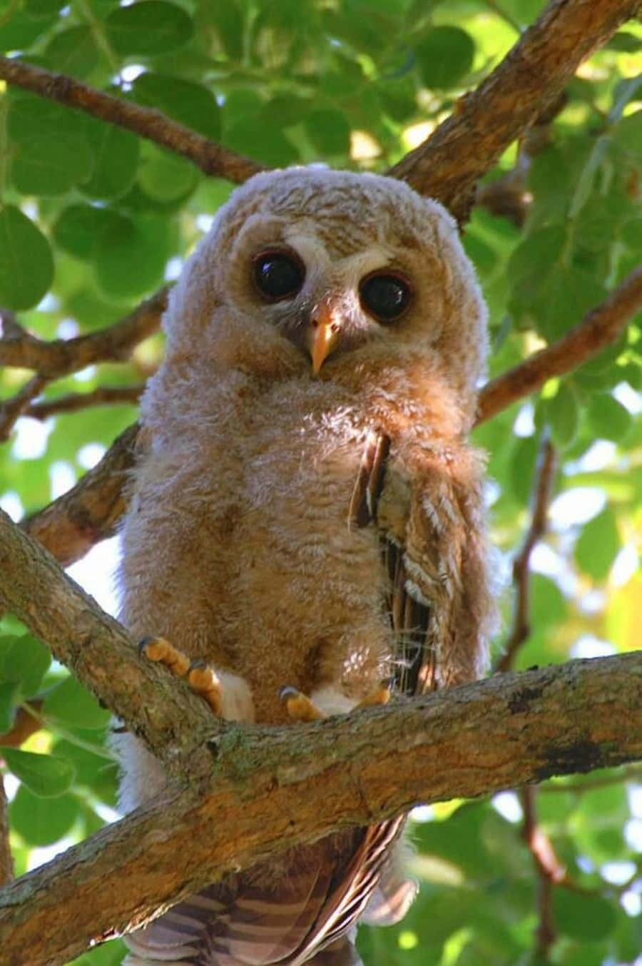 A Young Owl Looking Upward