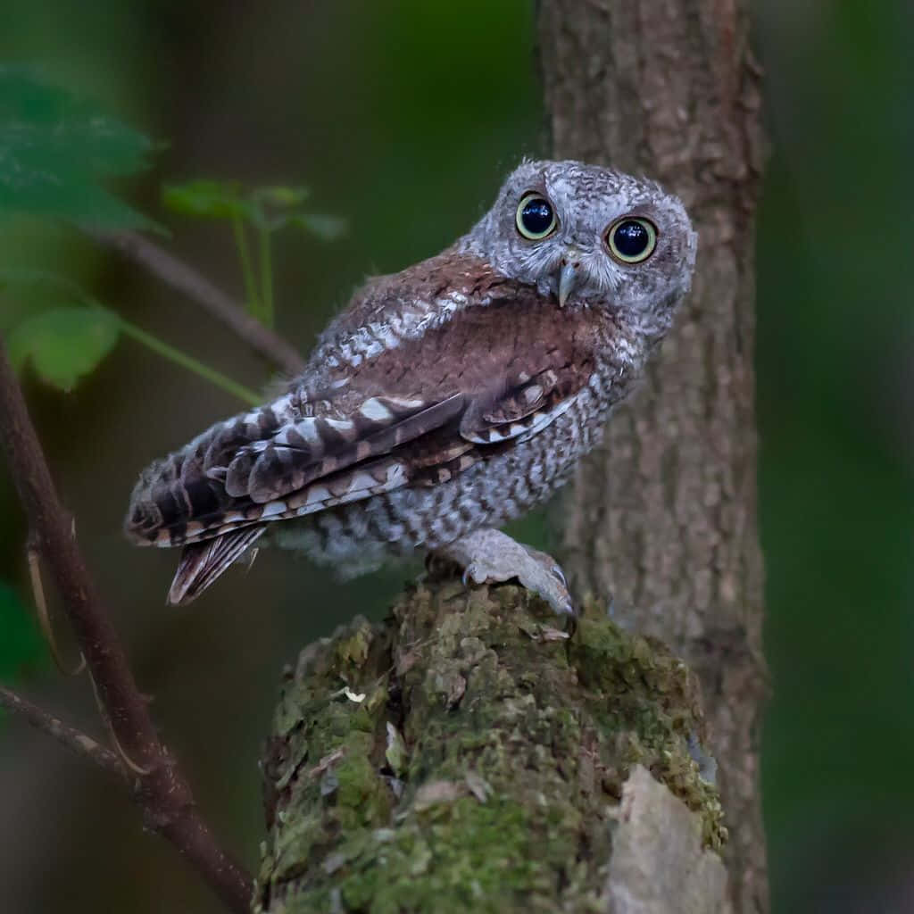 A Small Owl Is Sitting On A Tree Branch