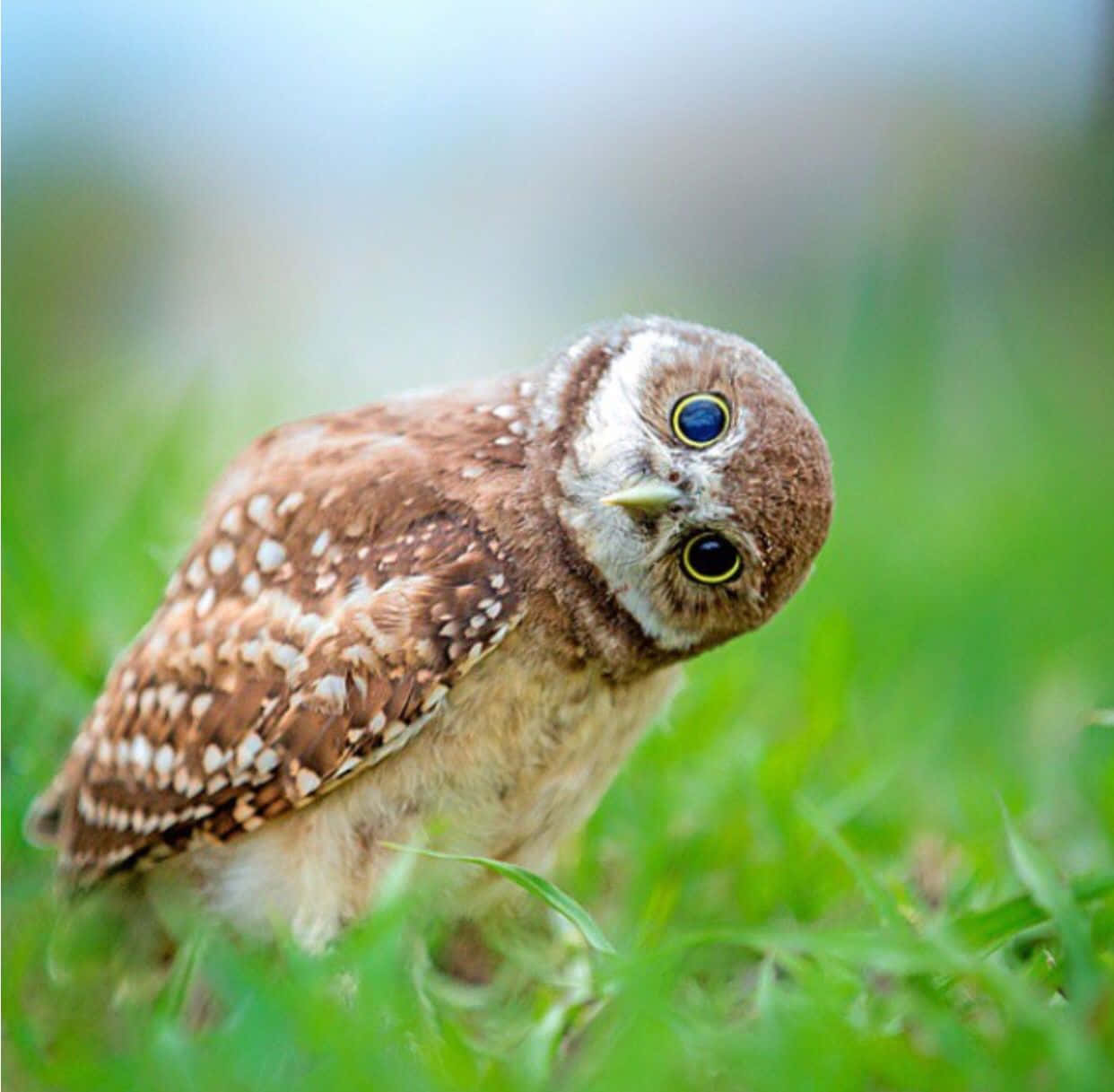 A Curious Baby Owl