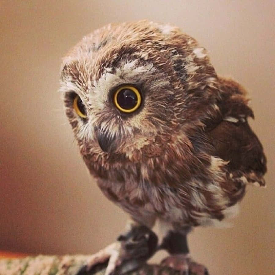"Look at this cute baby owl staring at you!"