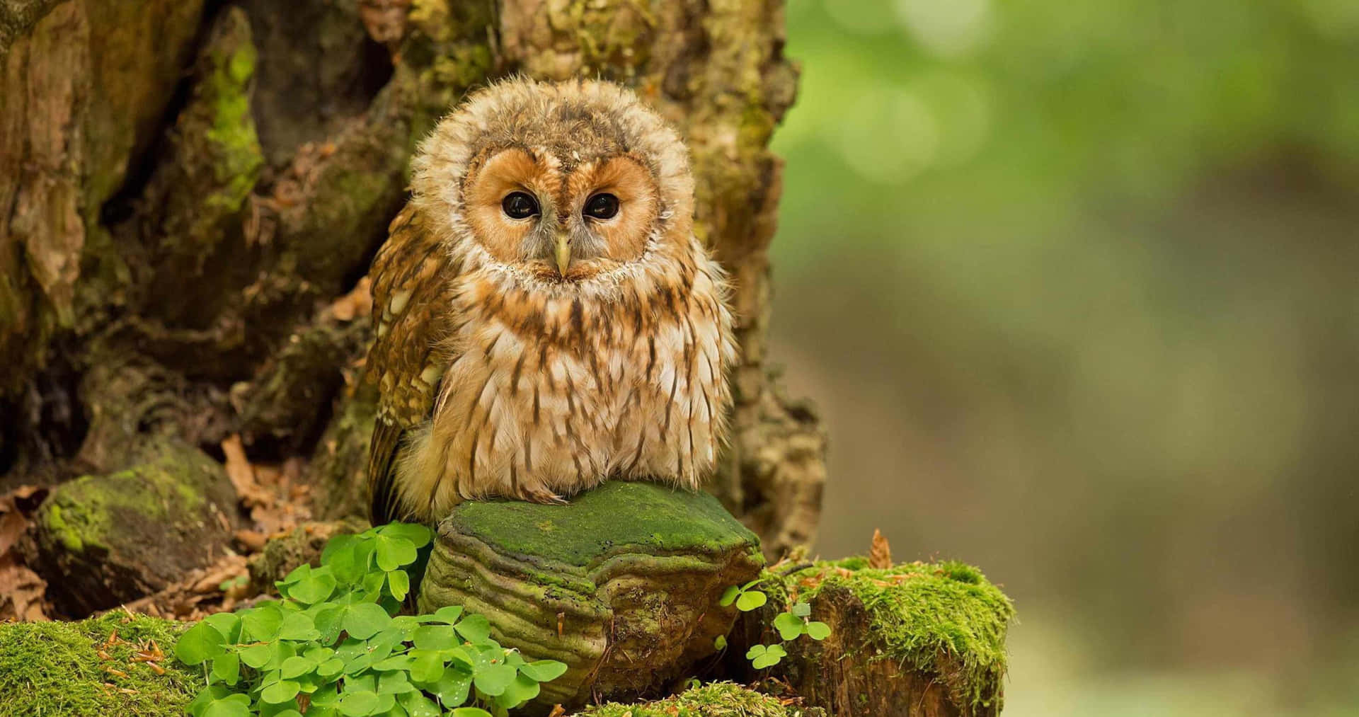 A baby owl perched atop a branch
