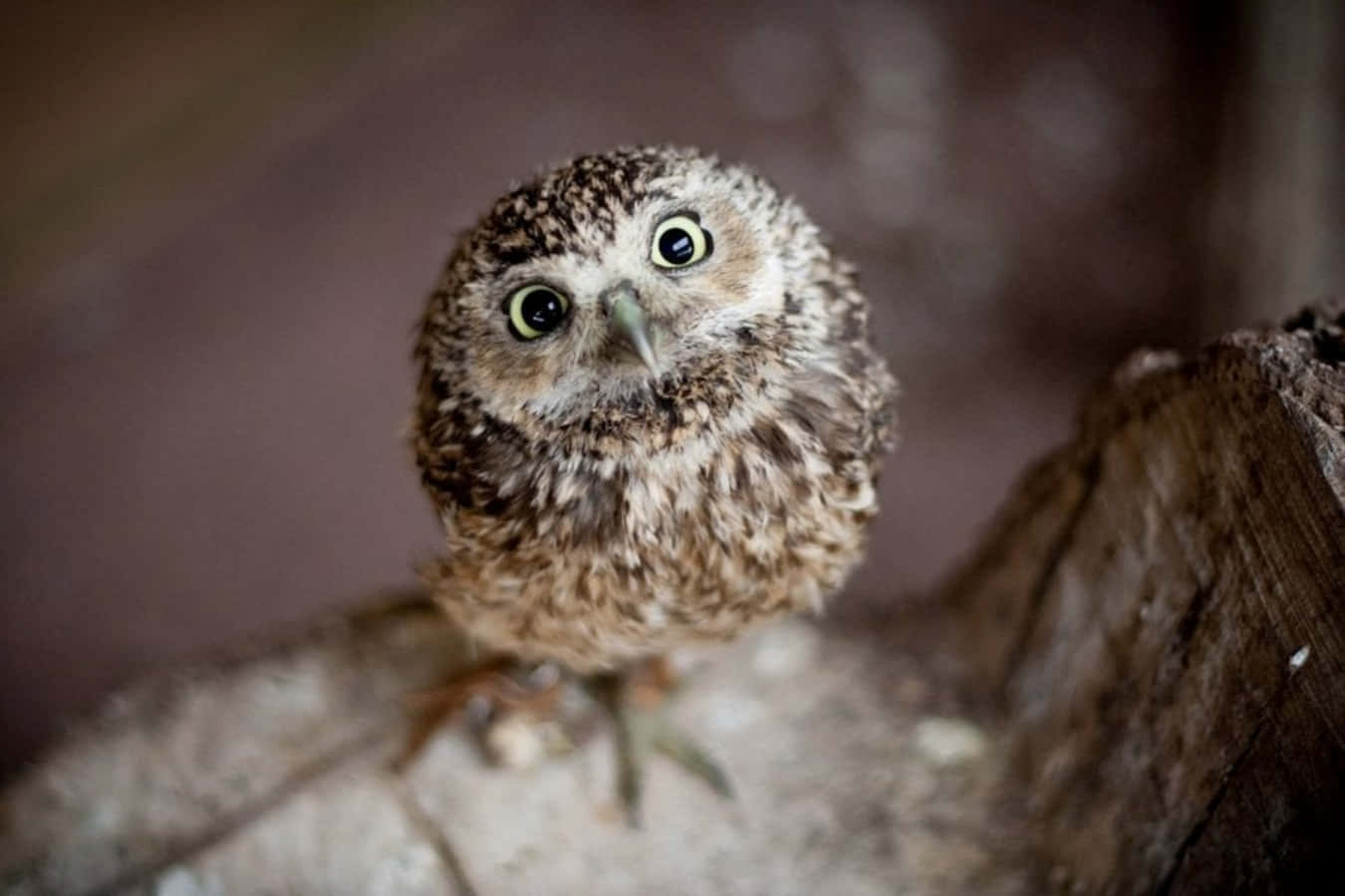 Adorable Baby Owl Posing