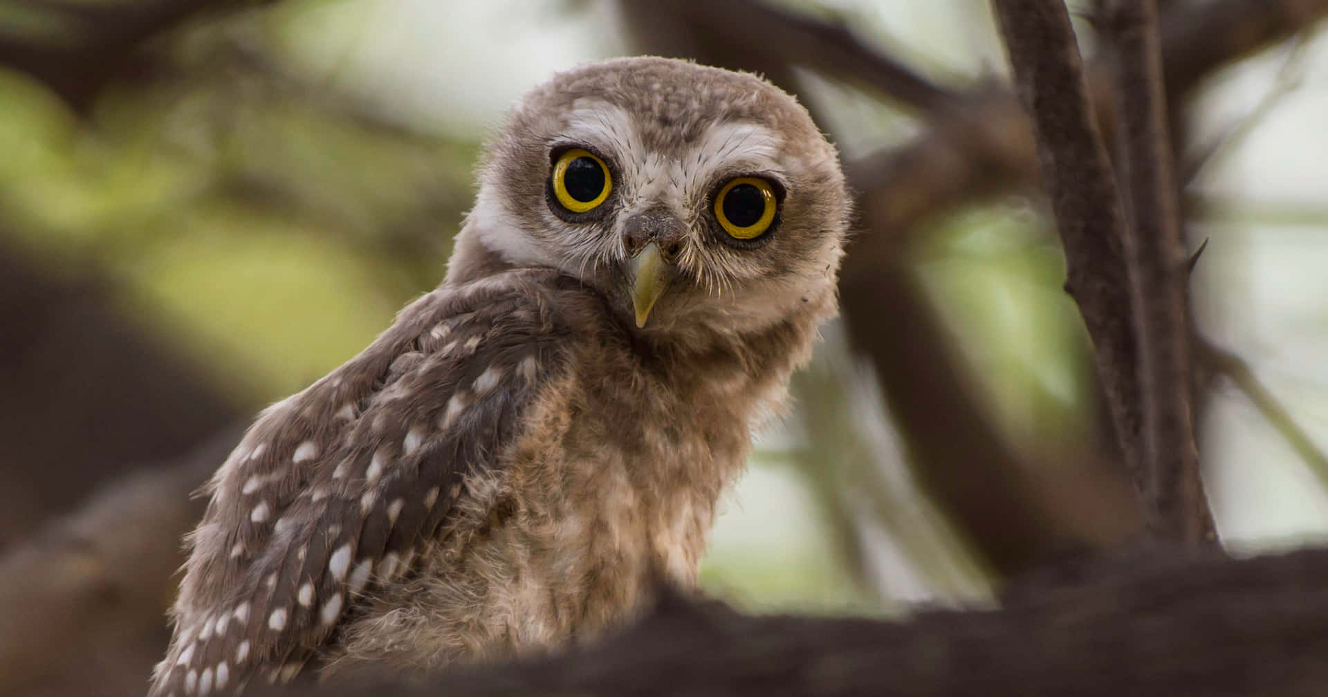 A Small Owl Is Sitting On A Branch