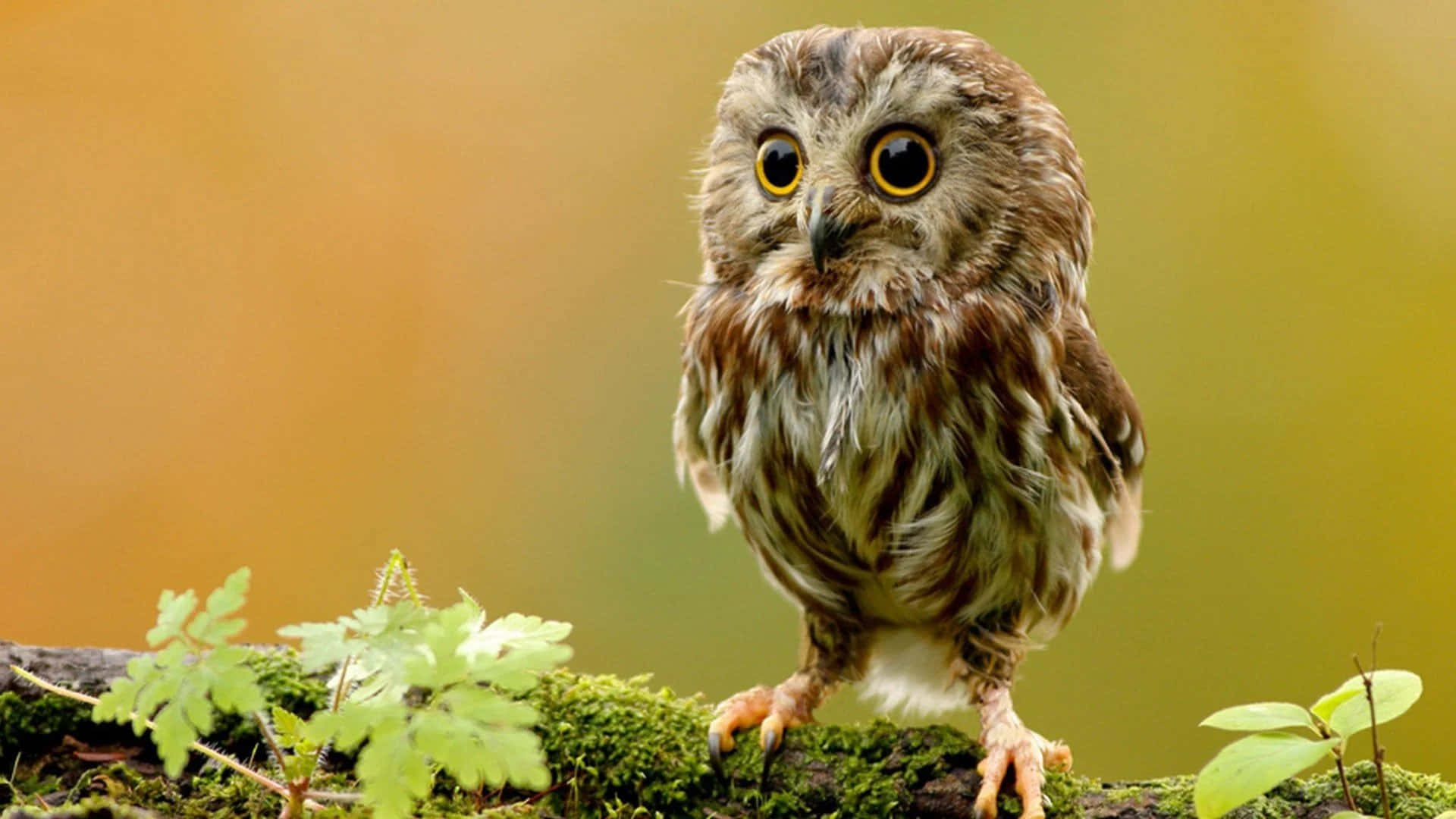 A Small Owl Is Sitting On A Branch With Moss