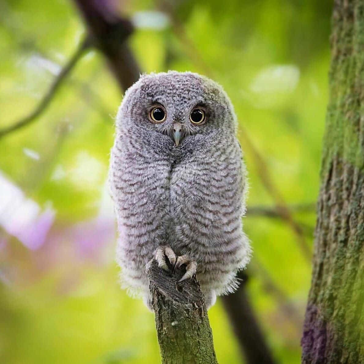 Cute Baby Owl, Looking Keenly