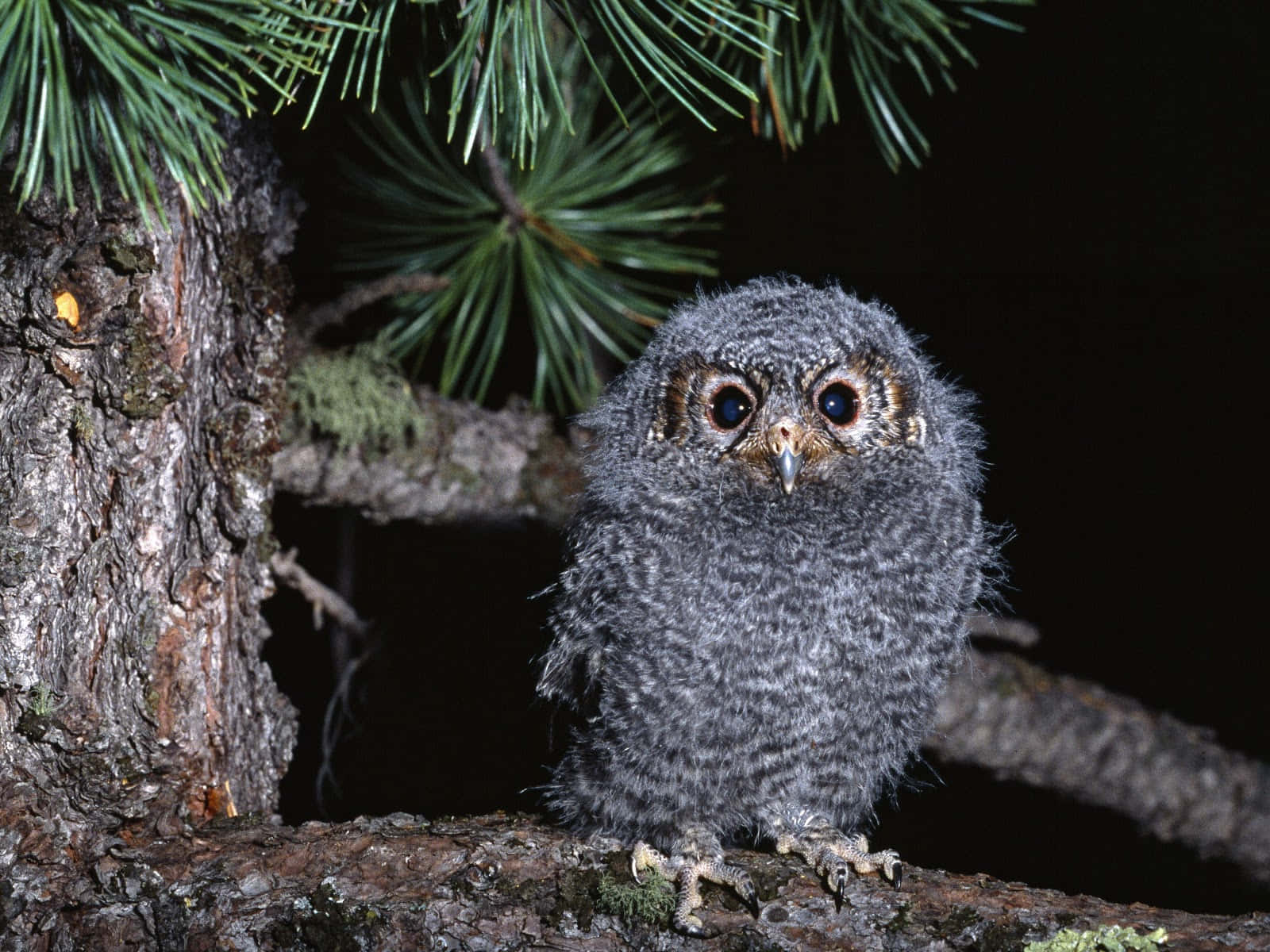 The cutest little baby owl!