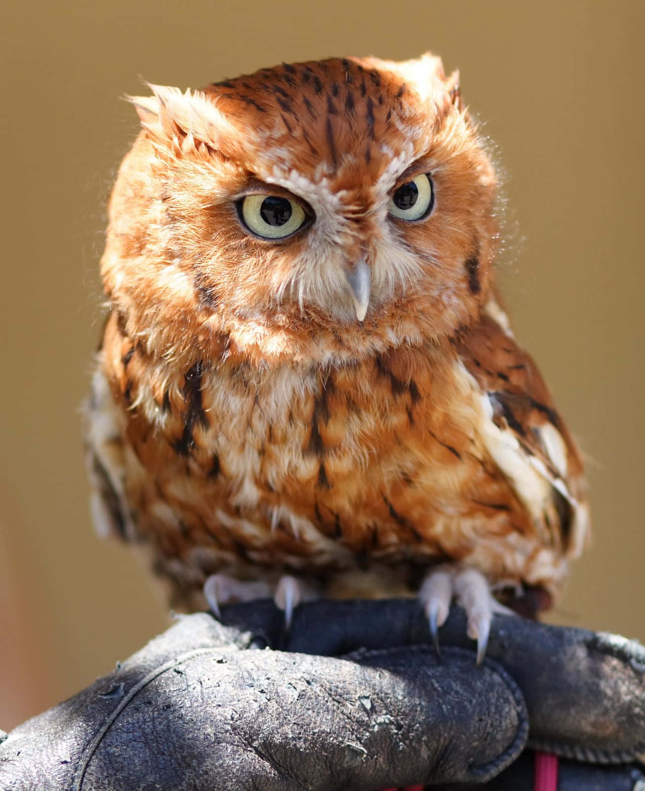 A Brown Owl On A Person's Hand