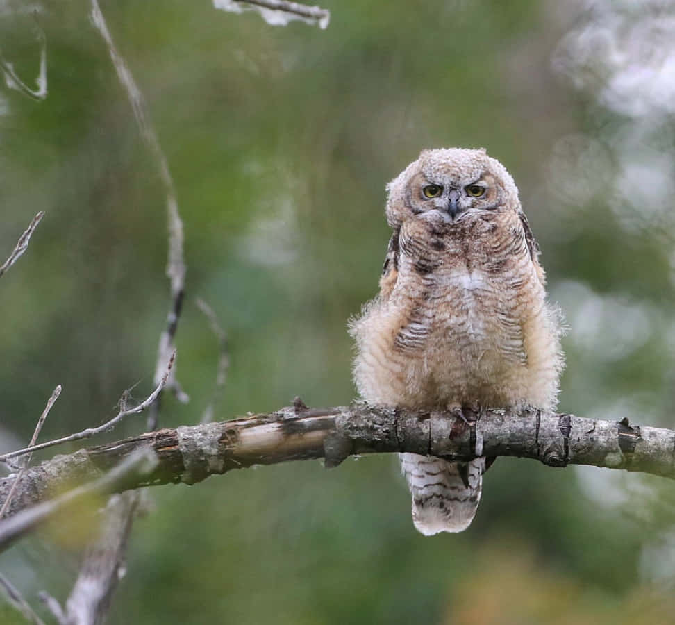 A baby owl perched on a tree branch