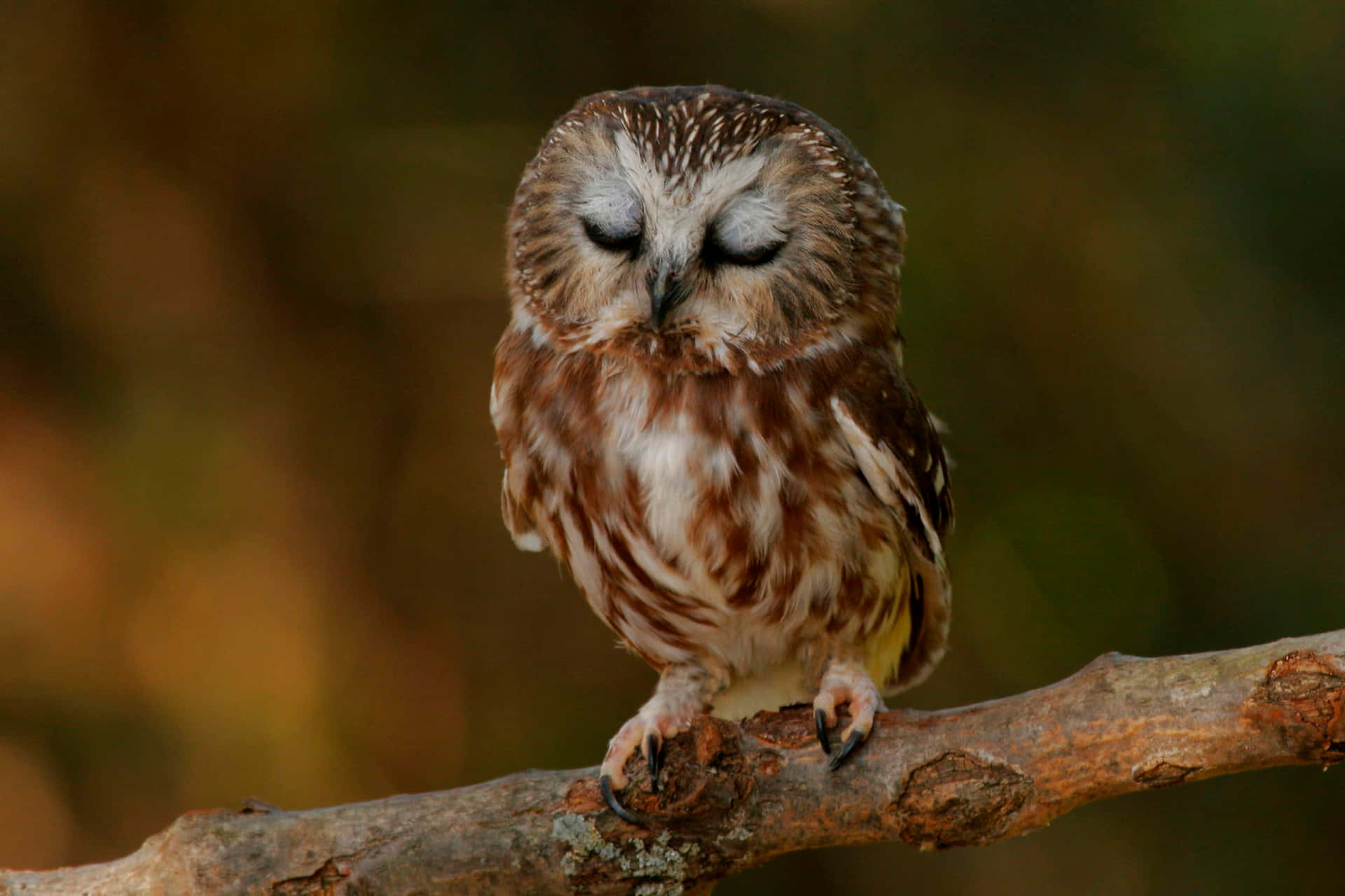 A Wise Young Baby Owl