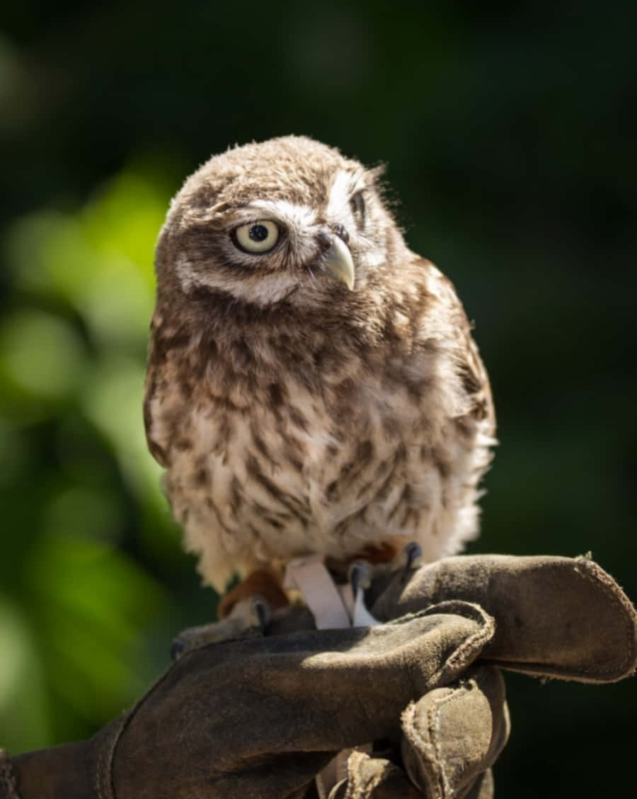 A baby owl looking curiously around it’s surroundings