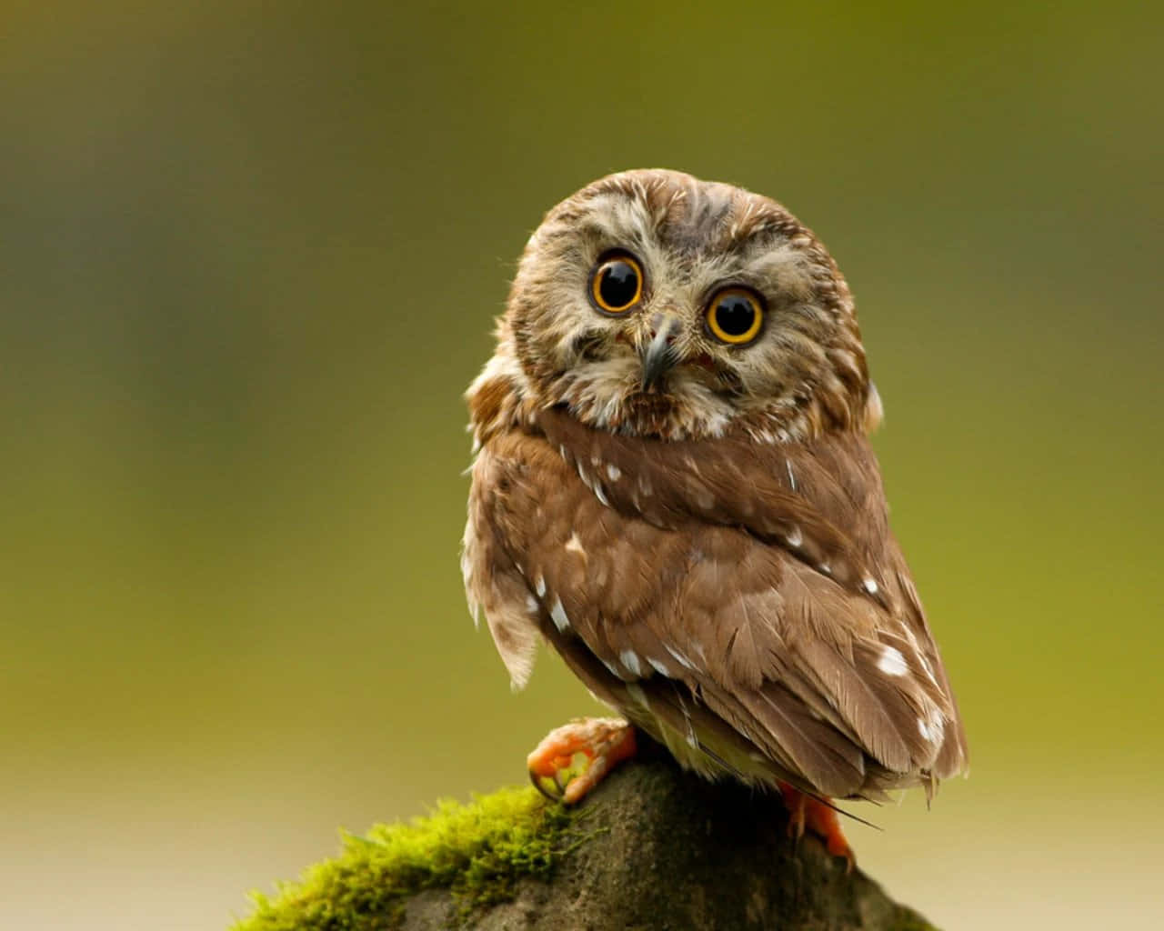 A Small Owl Sitting On Top Of A Mossy Stump