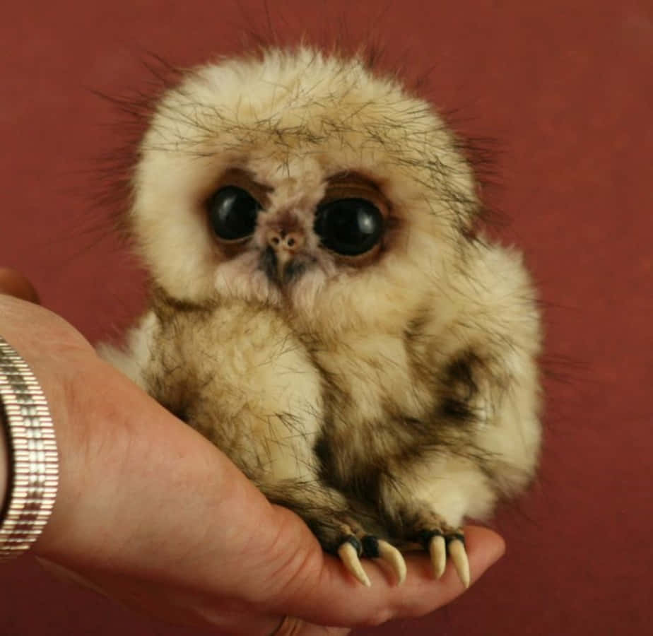 A tiny baby owl pauses to look around its environment