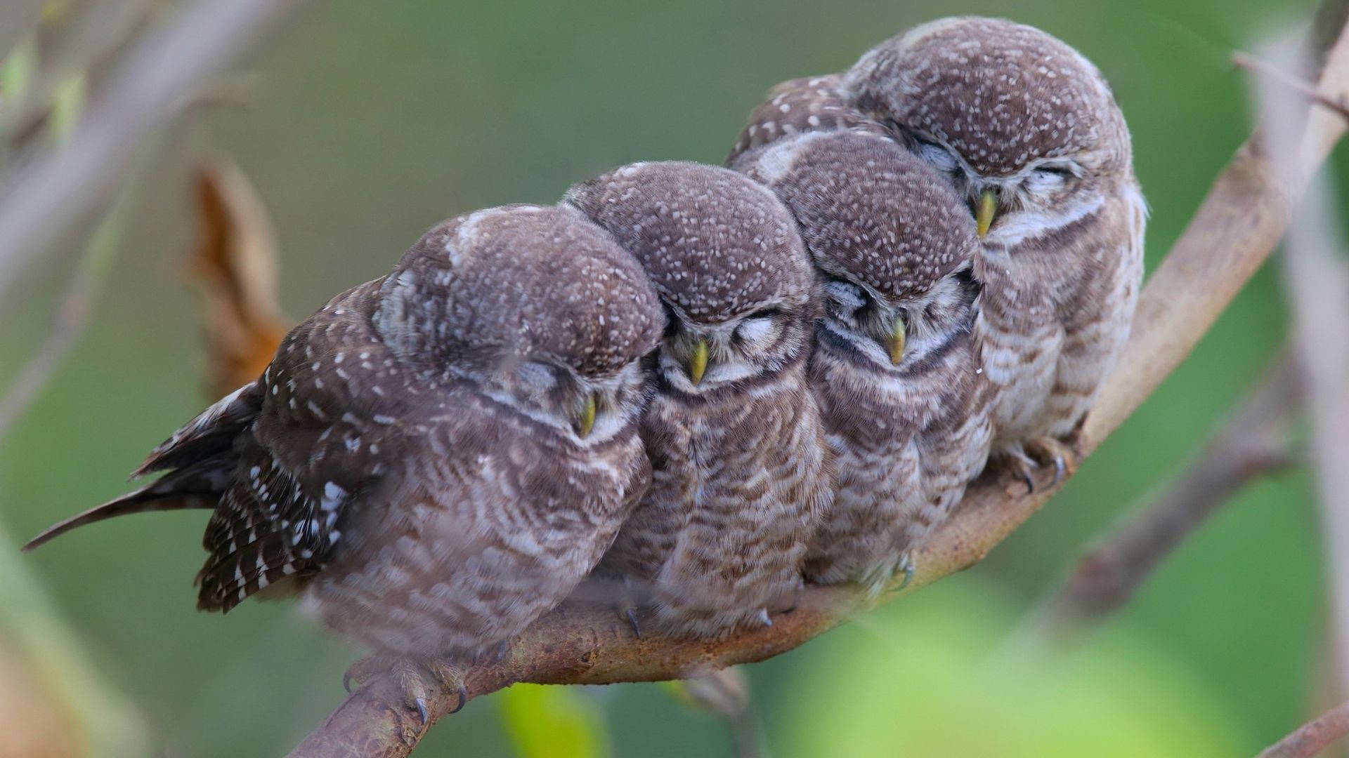 Baby Owl Siblings