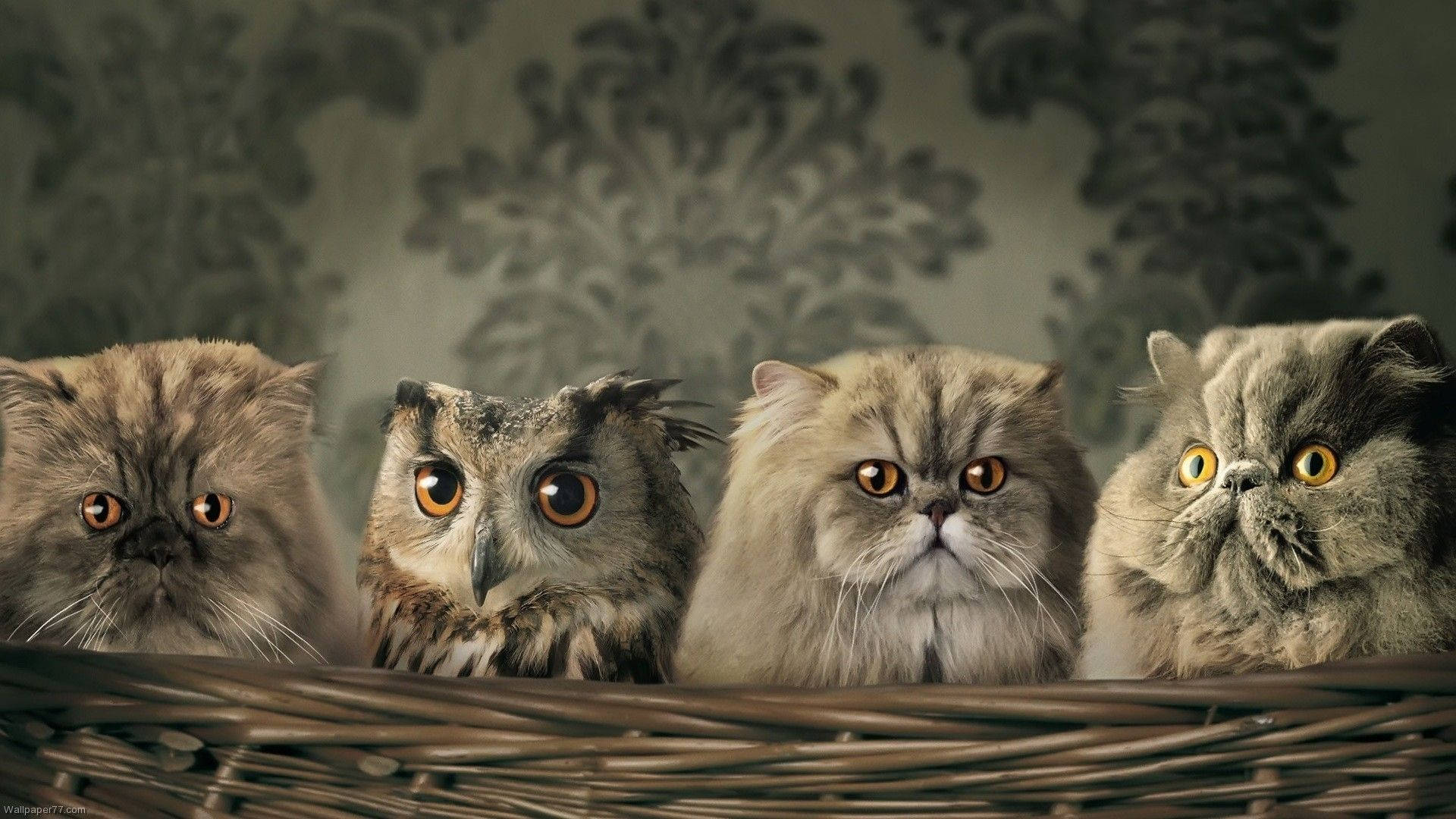 Baby Owl With Cats