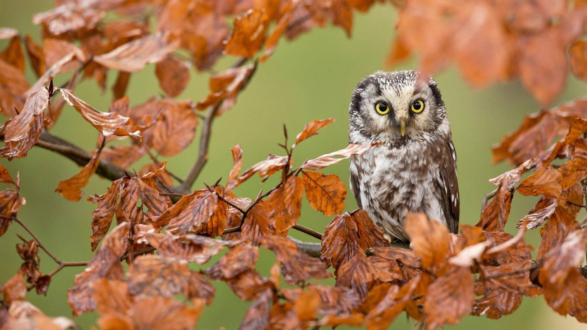 Baby Owl With Dry Leaves