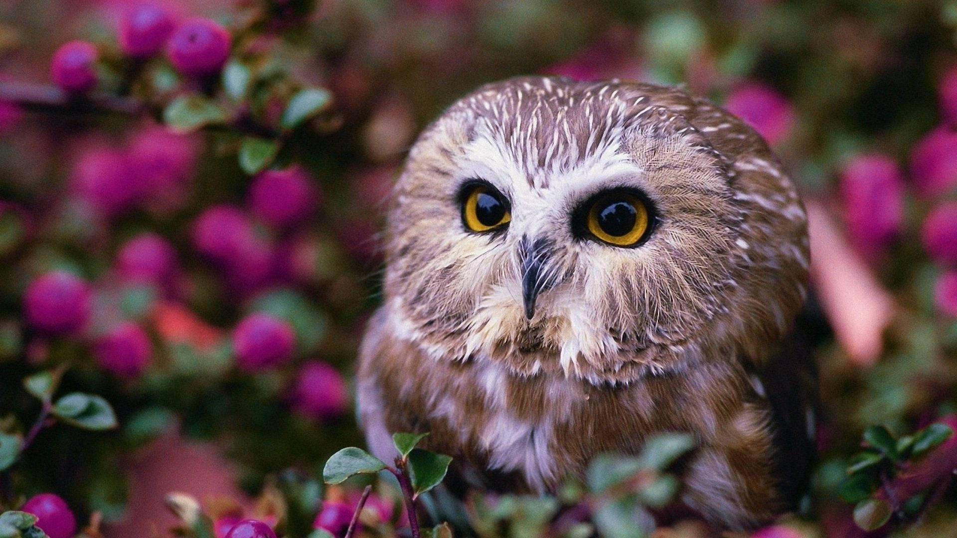Baby Owl With Flowers