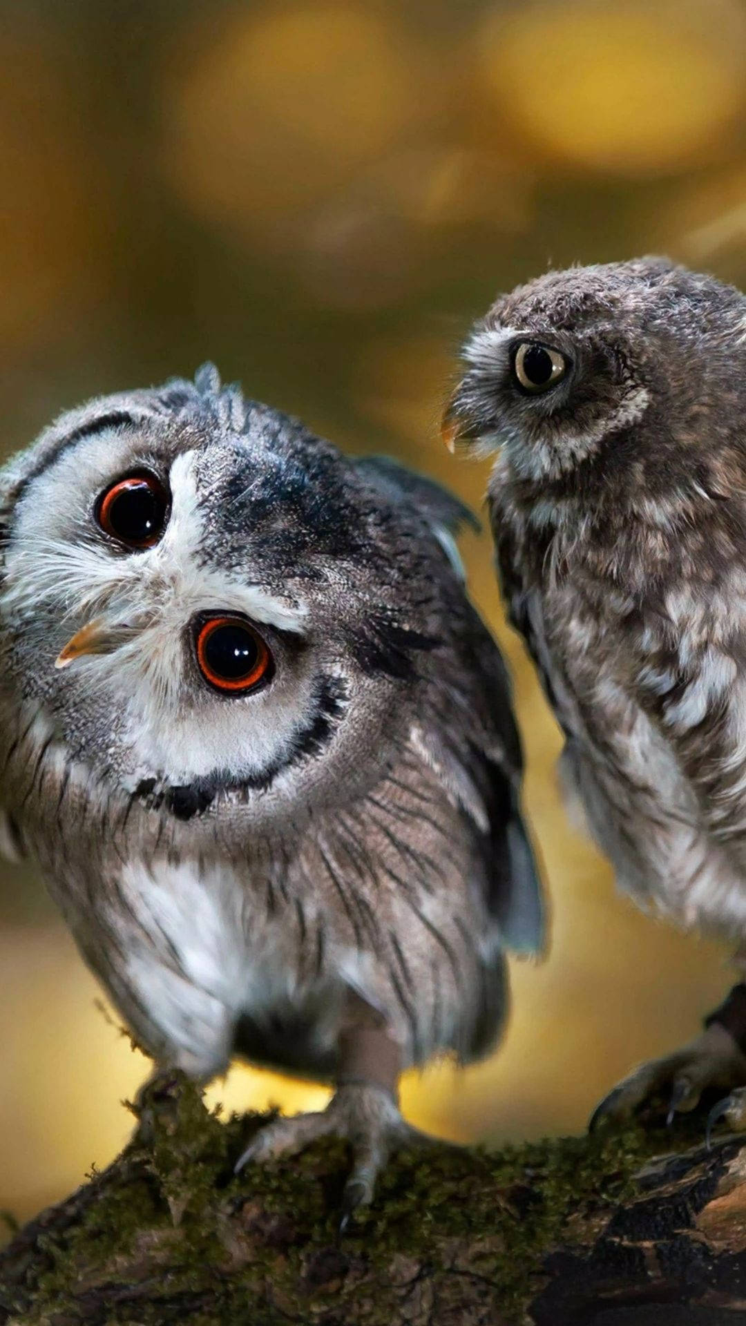 Baby Owls Looking Up