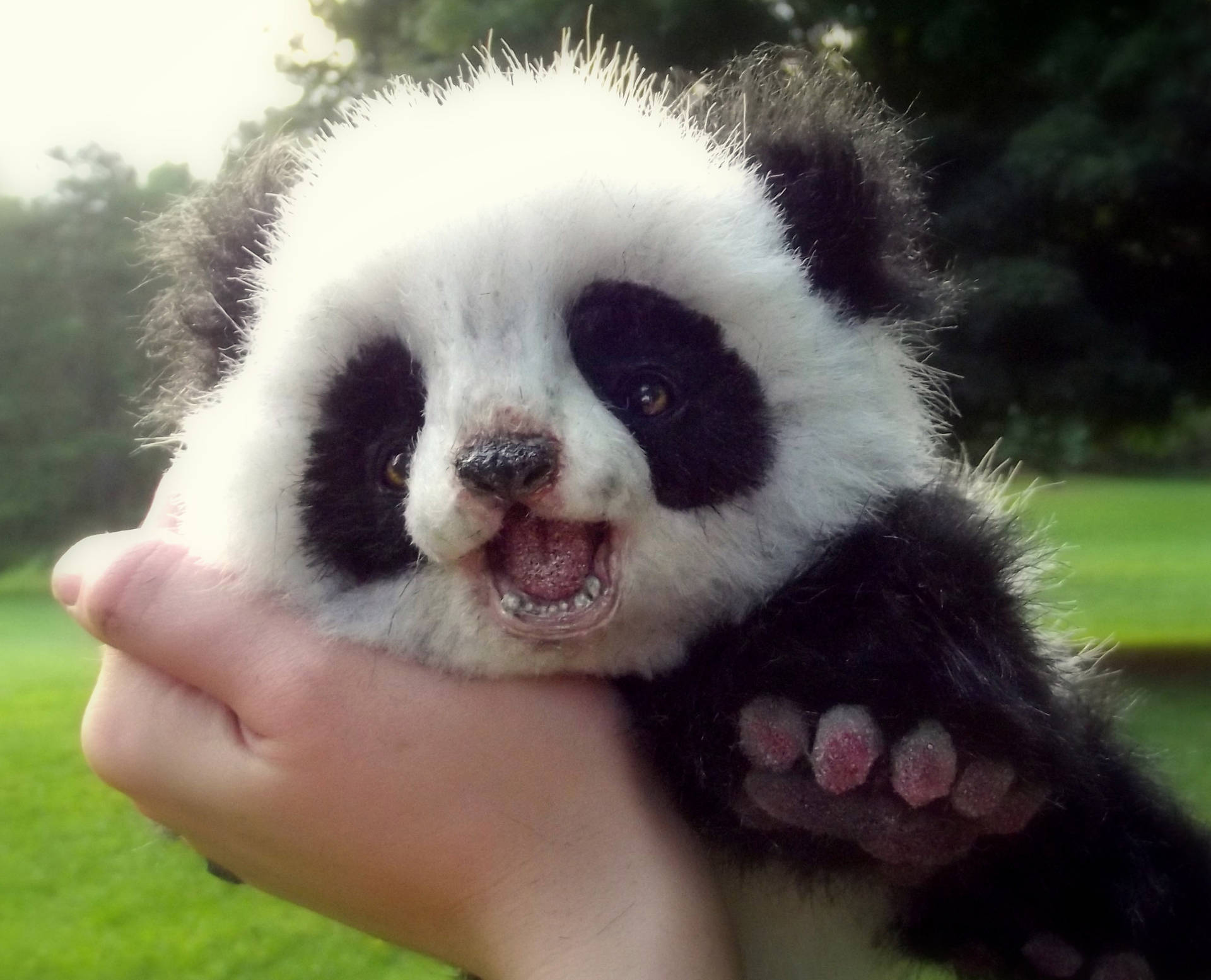 Baby Panda Squeezed Cheek Background
