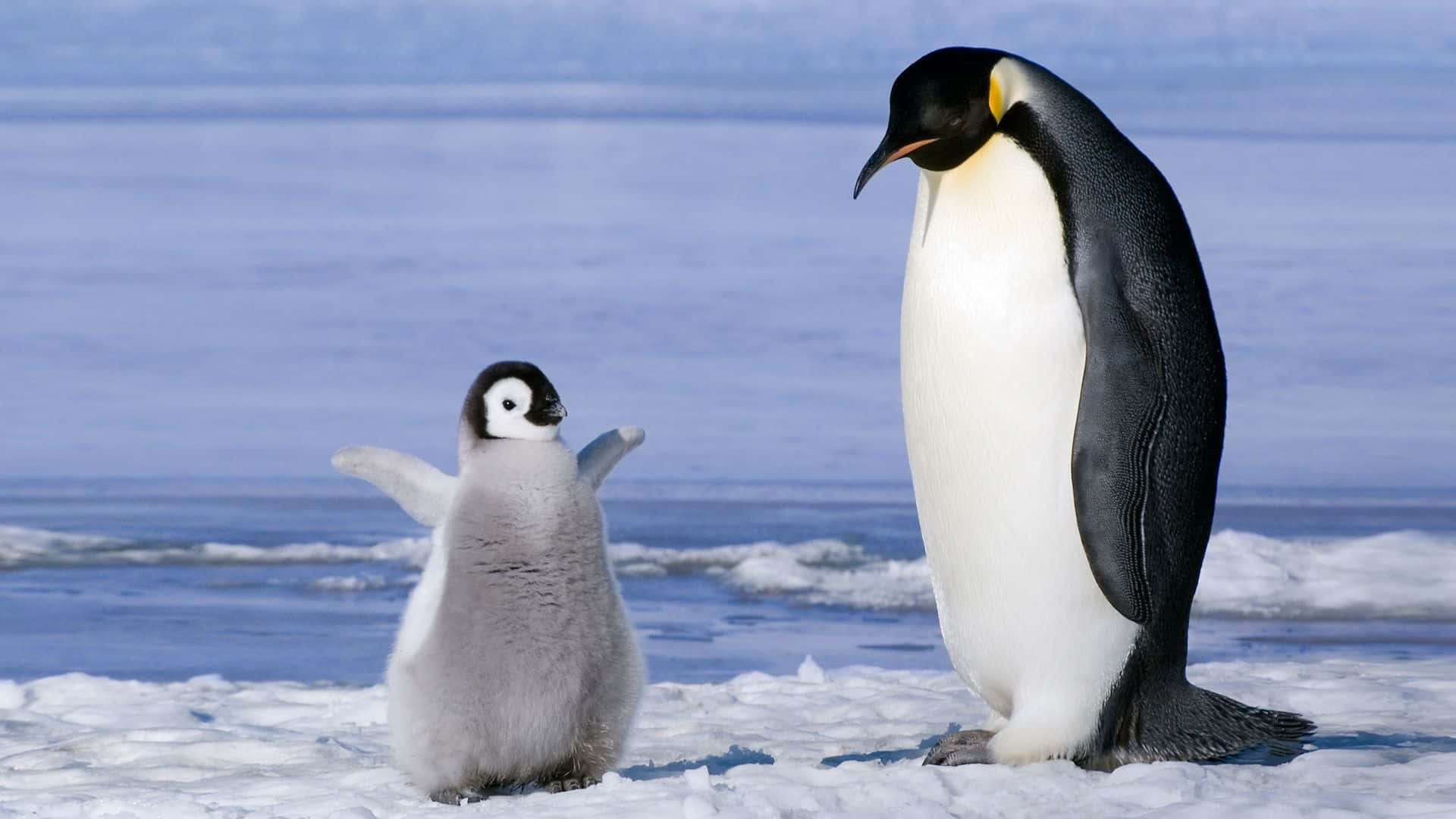 A baby penguin nestles among the snow, braving the chilly winter.