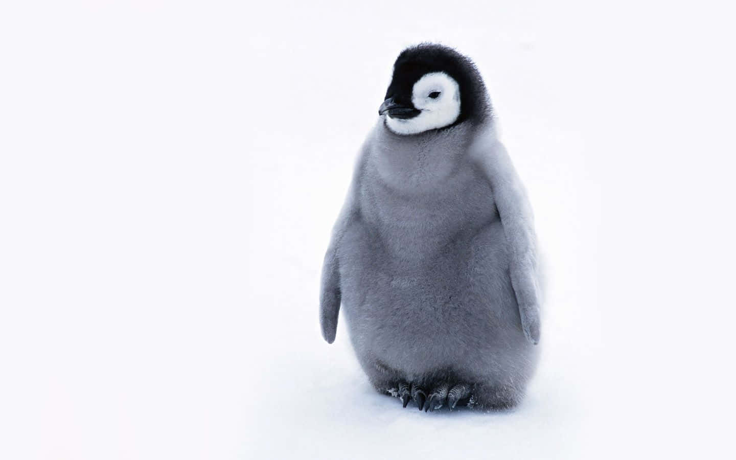 A baby penguin standing in the snow.