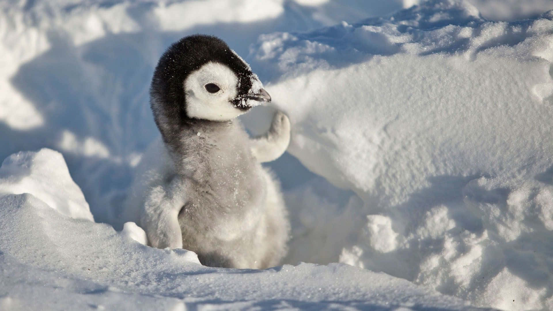 "A sweet Baby Penguin"