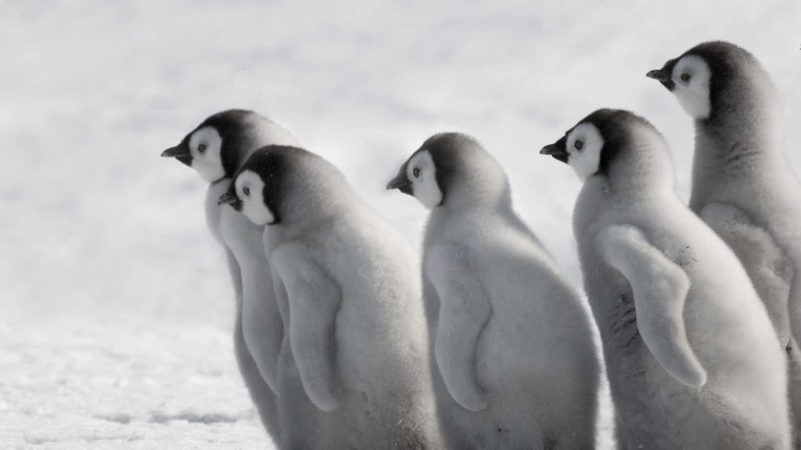 Unadorable Bebé Pingüino Envuelto En Mantas.